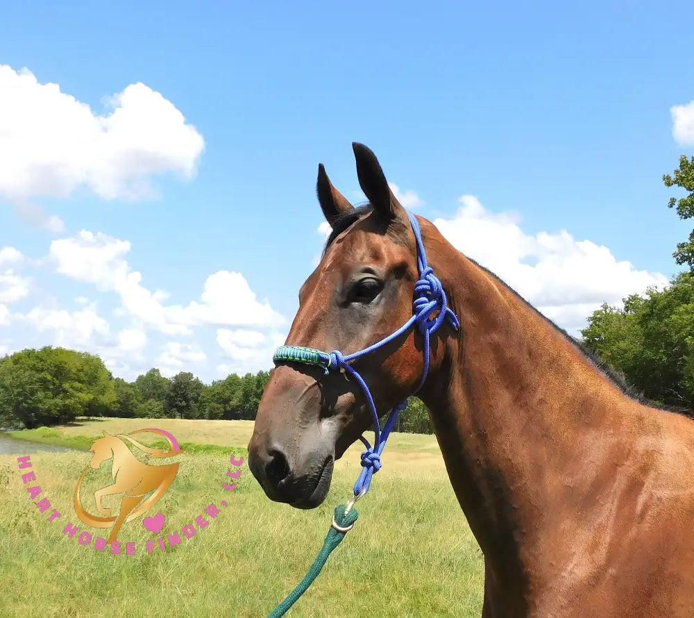 Ivan - Dutch Harness Bay Horse