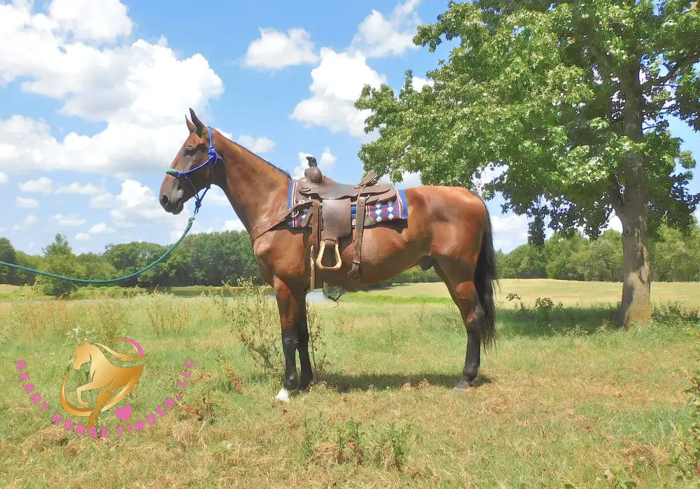 SOLD via BUYOUT - Ivan - Dutch Harness