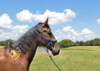 Ivan - Dutch Harness Bay Horse