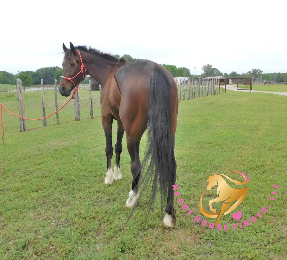 Lexington II - Friesan Cross - Bay - Horse