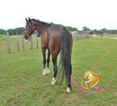 Lexington II - Friesan Cross - Bay - Horse