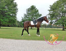 Lexington II - Friesan Cross - Bay - Horse