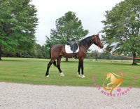 Lexington II - Friesan Cross - Bay - Horse
