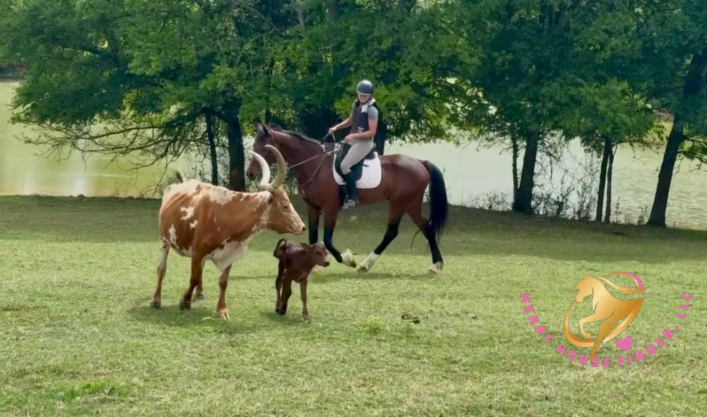 Lexington II - Friesan Cross - Bay - Horse