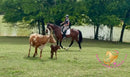Lexington II - Friesan Cross - Bay - Horse