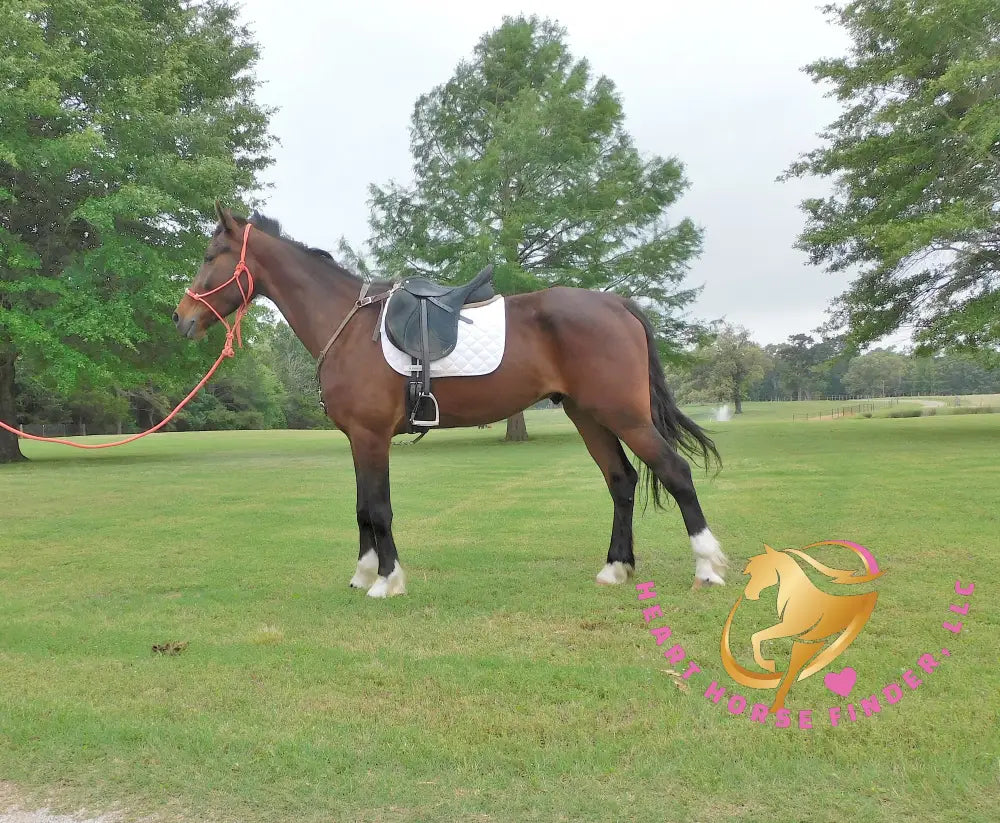 Lexington II - Friesan Cross - Bay - Horse