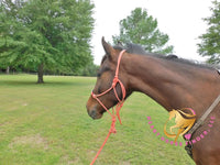 Lexington II - Friesan Cross - Bay - Horse