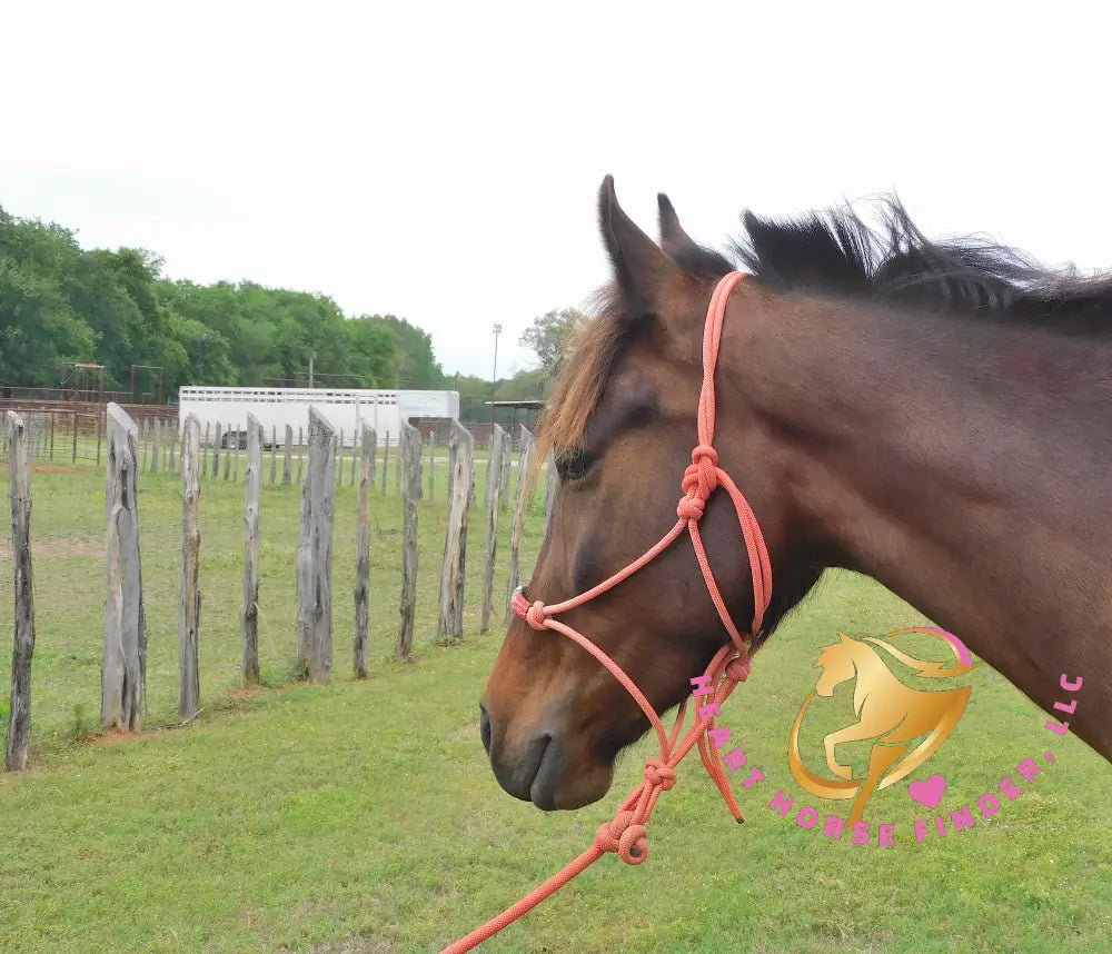 Lexington II - Friesan Cross - Bay - Horse