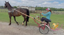 Lexington II - Friesan Cross - Bay - Horse