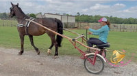 Lexington II - Friesan Cross - Bay - Horse