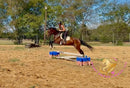Lexington II - Friesan Cross - Bay - Horse