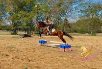 Lexington II - Friesan Cross - Bay - Horse