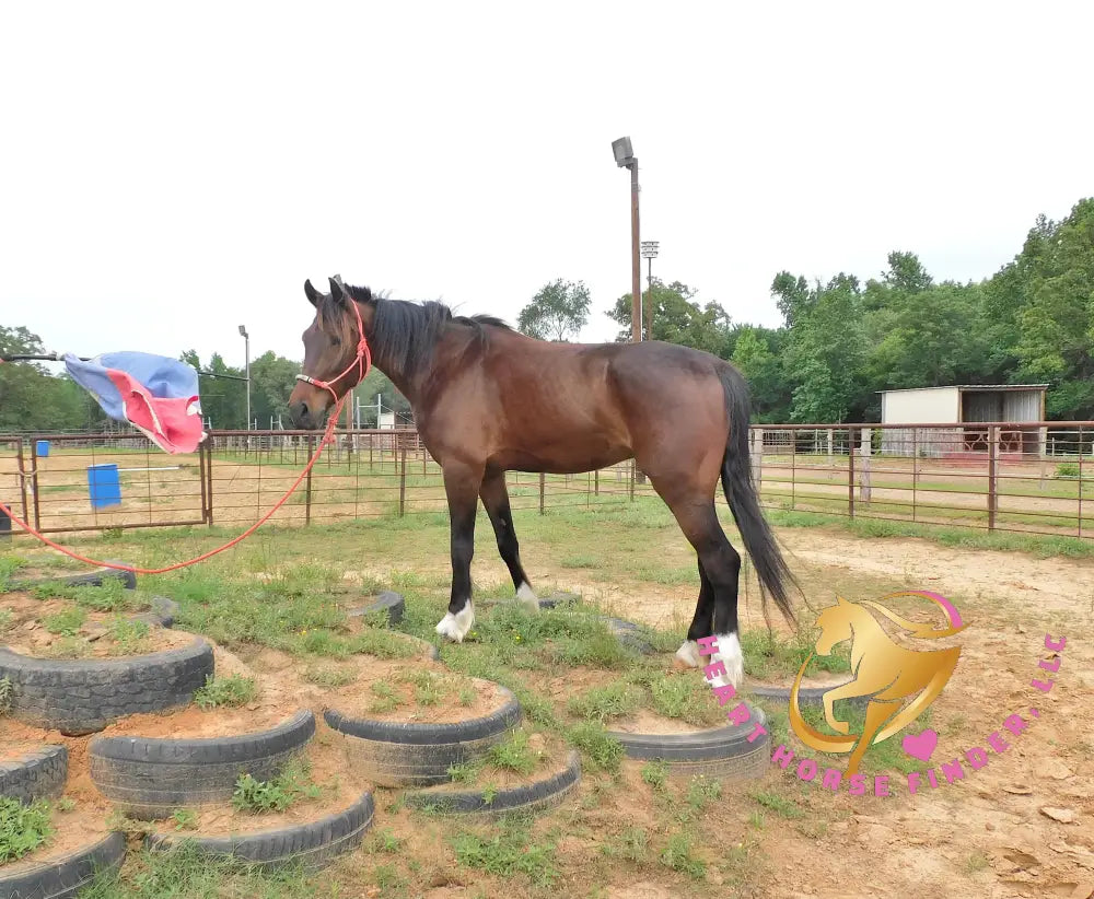 Lexington II - Friesan Cross - Bay - Horse