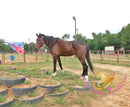 Lexington II - Friesan Cross - Bay - Horse