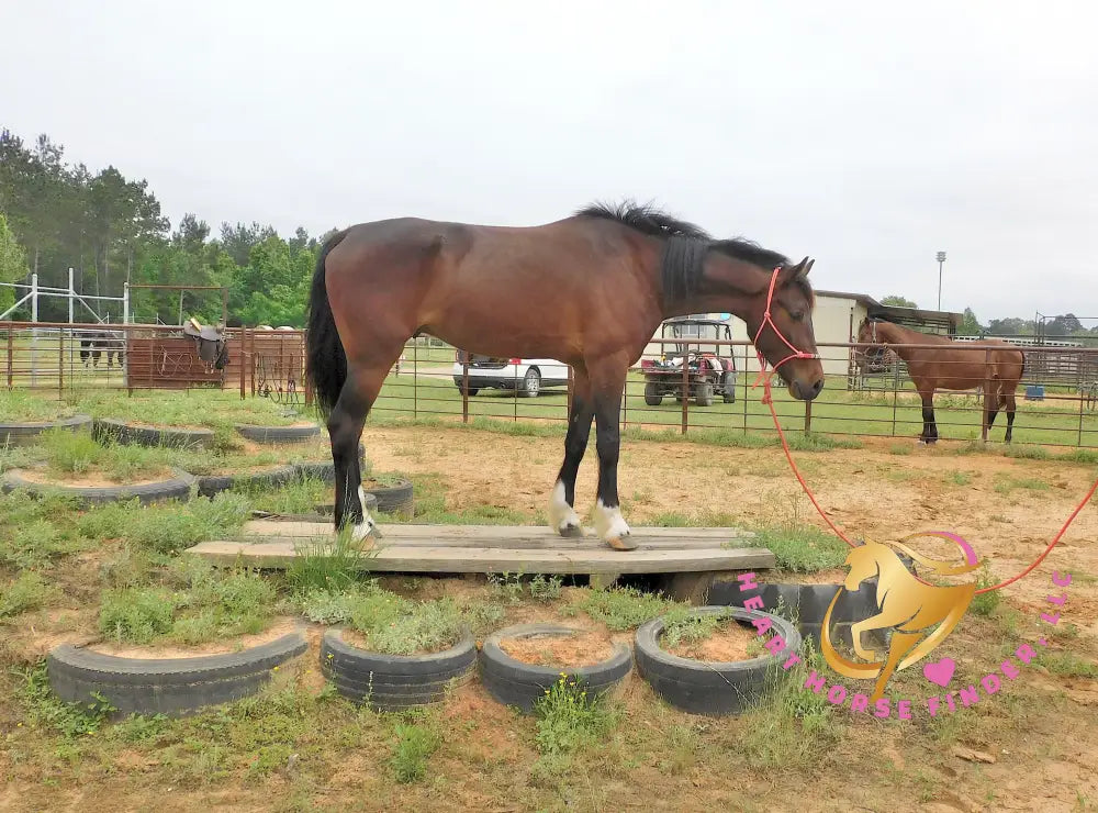Lexington II - Friesan Cross - Bay - Horse