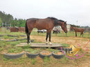 Lexington II - Friesan Cross - Bay - Horse
