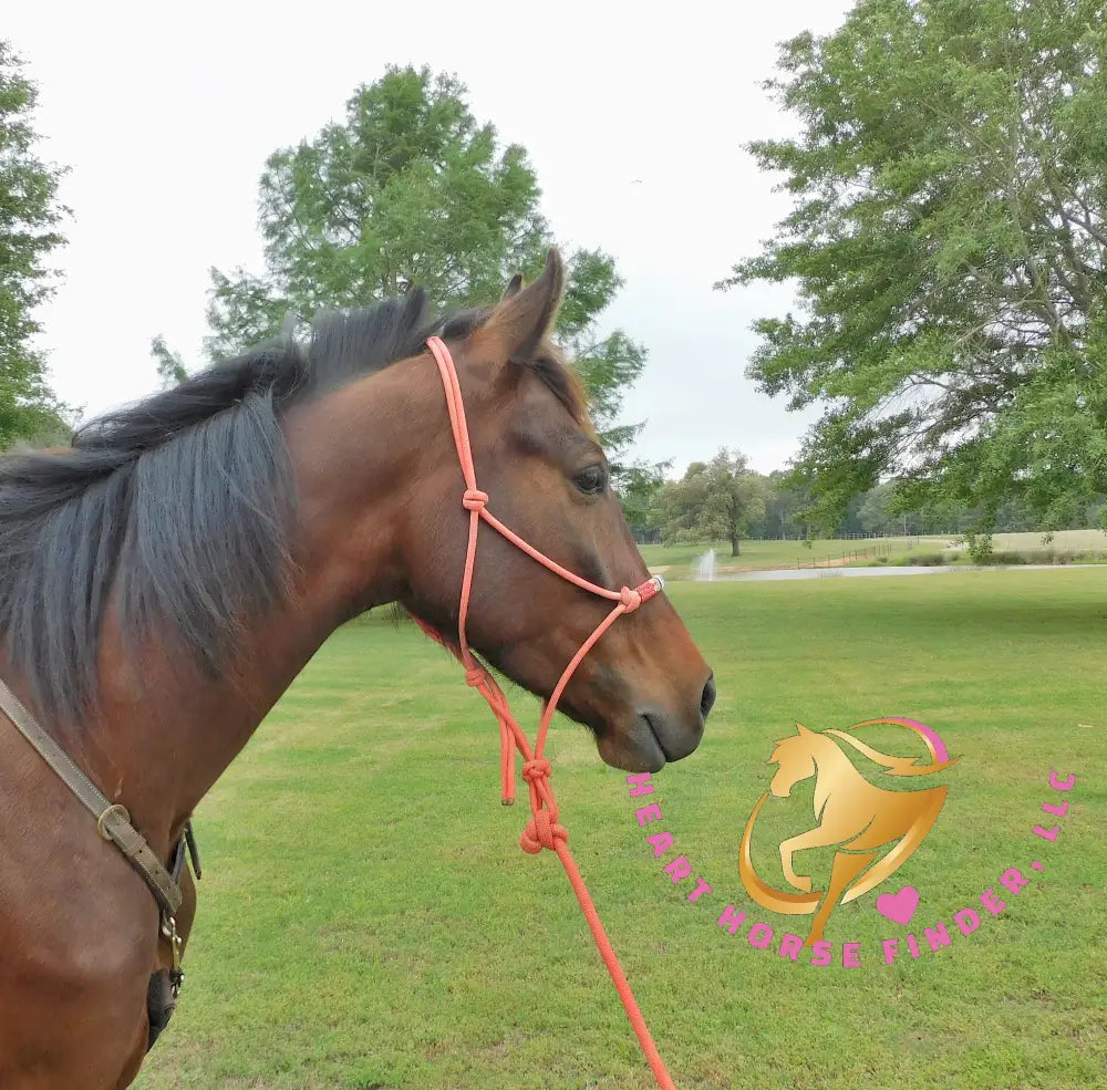 Lexington II - Friesan Cross - Bay - Horse