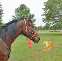 Lexington II - Friesan Cross - Bay - Horse