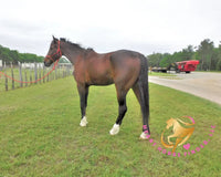 Lexington II - Friesan Cross - Bay - Horse