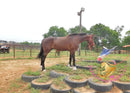 Lexington II - Friesan Cross - Bay - Horse