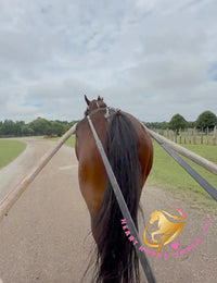 Lexington II - Friesan Cross - Bay - Horse