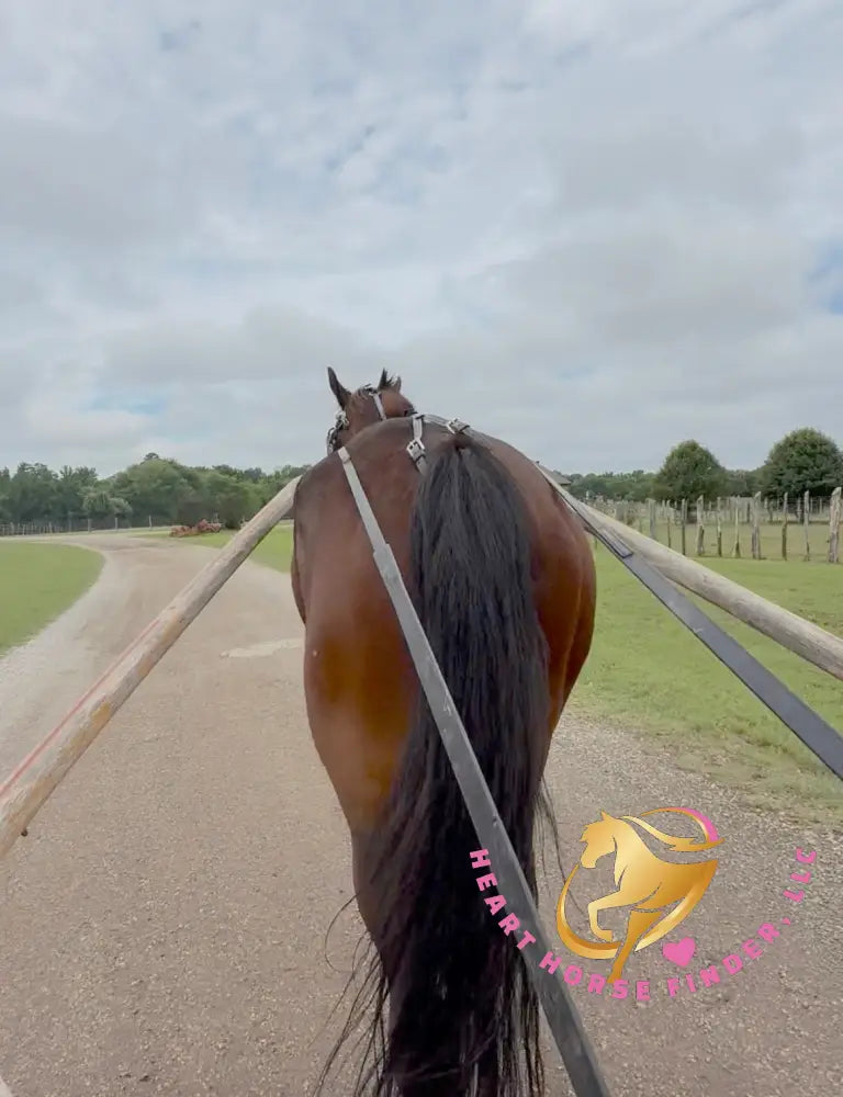 Lexington II - Friesan Cross - Bay - Horse