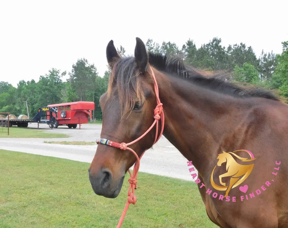 Lexington II - Friesan Cross - Bay - Horse