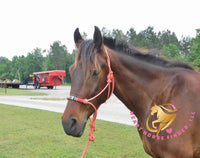 Lexington II - Friesan Cross - Bay - Horse