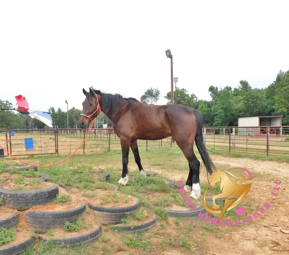Lexington II - Friesan Cross - Bay - Horse