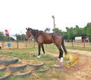 Lexington II - Friesan Cross - Bay - Horse