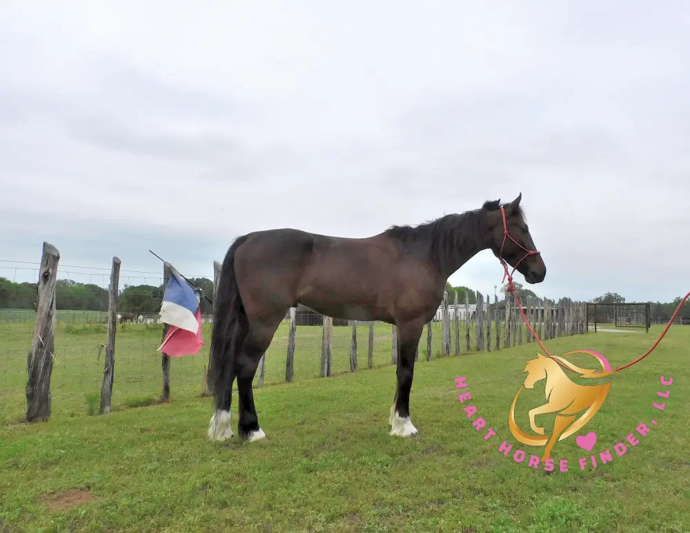 Lexington II - Friesan Cross - Bay - Horse