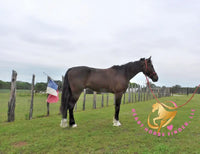 Lexington II - Friesan Cross - Bay - Horse