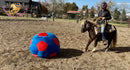 Nitty Gritty - Shetland Pony Animal Horse