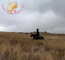 Nitty Gritty - Shetland Pony Animal Horse