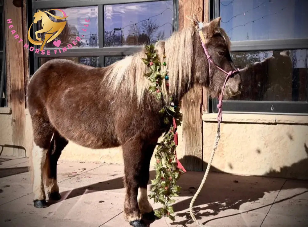 Nitty Gritty - Shetland Pony Animal Horse
