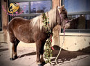 Nitty Gritty - Shetland Pony Animal Horse