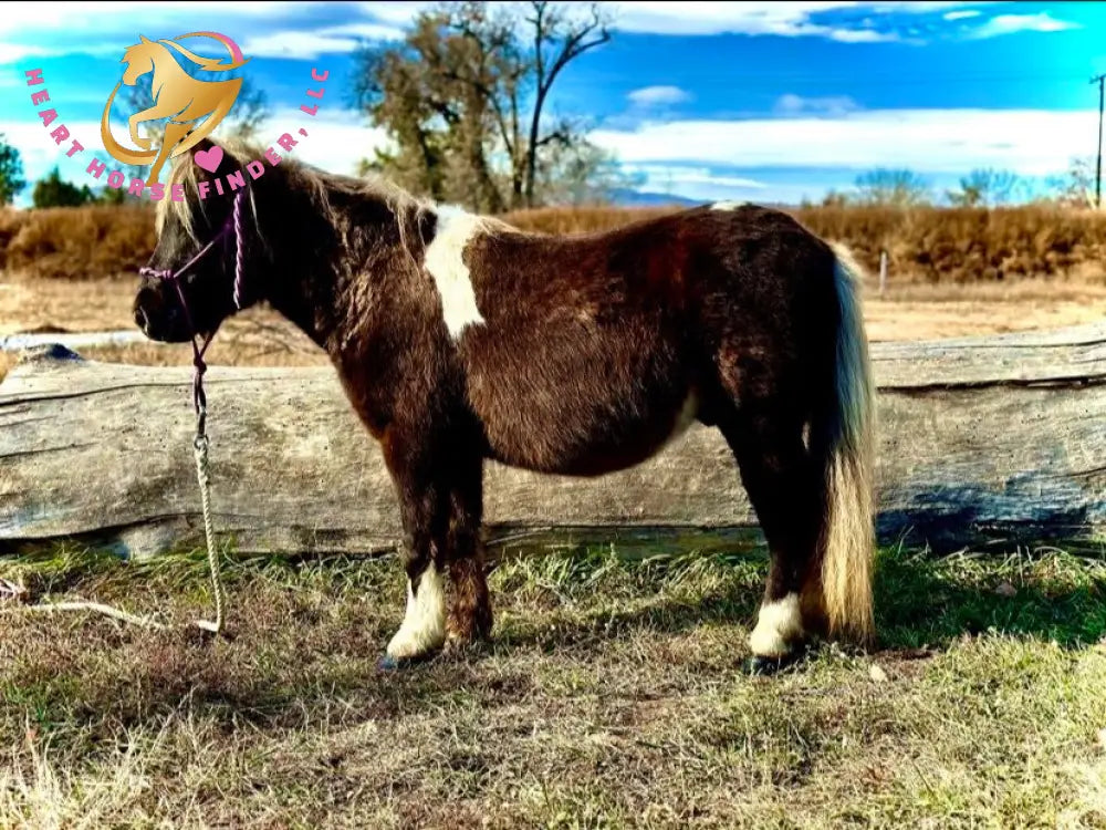 RESERVE PRICE NOT MET - Nitty Gritty - Shetland Pony