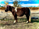 Nitty Gritty - Shetland Pony Animal Horse