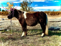 Nitty Gritty - Shetland Pony Animal Horse
