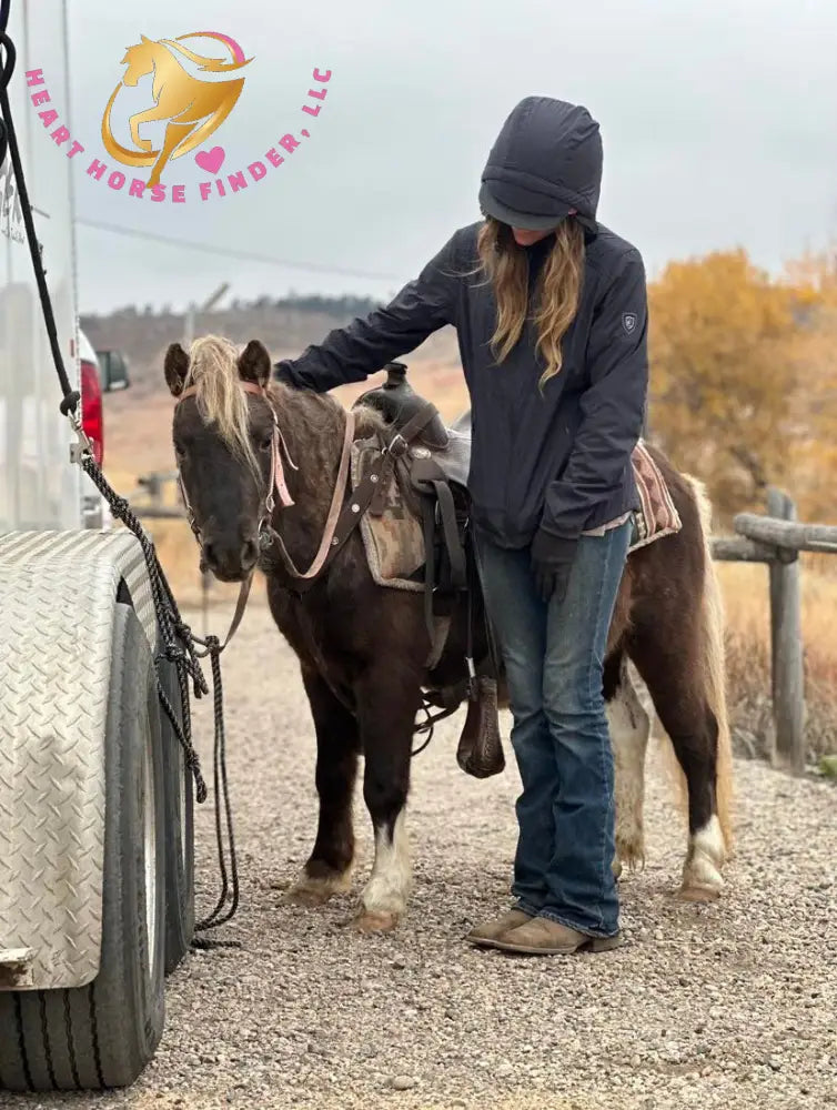 RESERVE PRICE NOT MET - Nitty Gritty - Shetland Pony