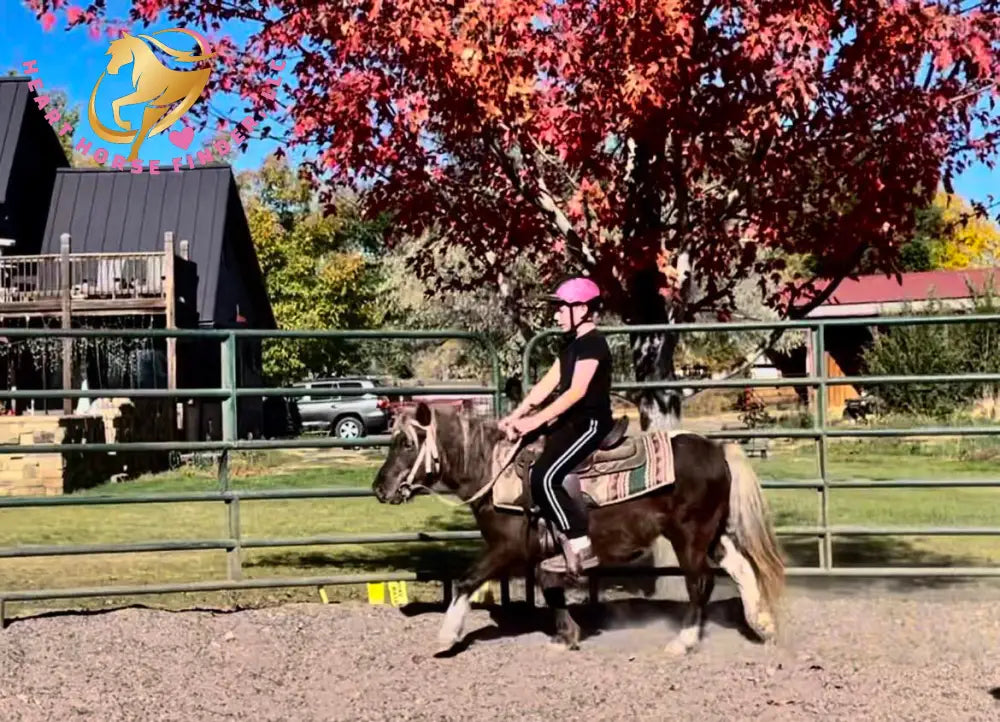 Nitty Gritty - Shetland Pony Animal Horse