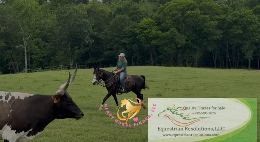 Nova - registered Spotted Draft Black Horse