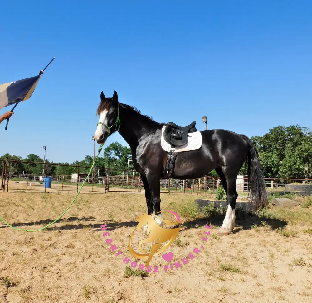 Nova - registered Spotted Draft Black Horse