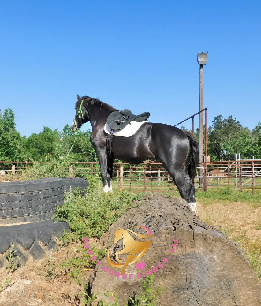 Nova - registered Spotted Draft Black Horse
