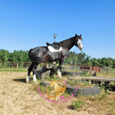 Nova - registered Spotted Draft Black Horse