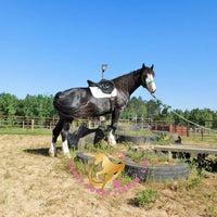 Nova - registered Spotted Draft Black Horse