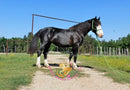Nova - registered Spotted Draft Black Horse