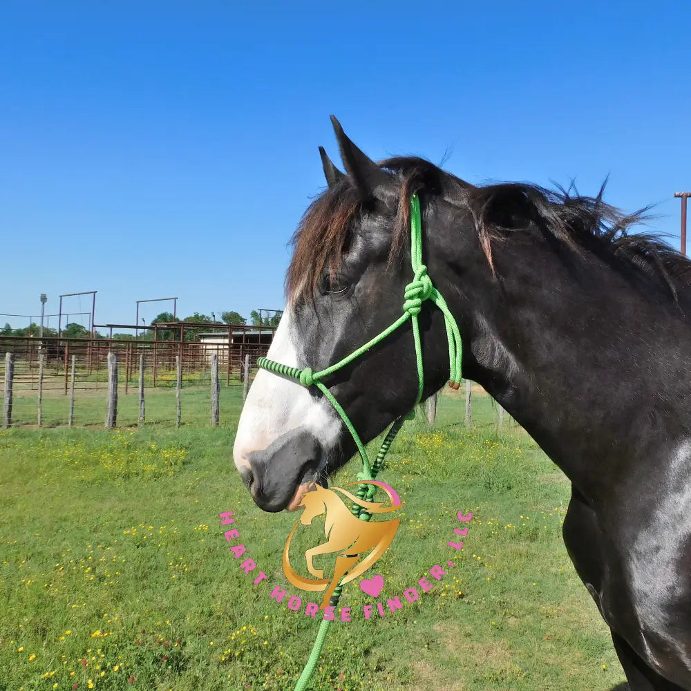 Nova - registered Spotted Draft Black Horse