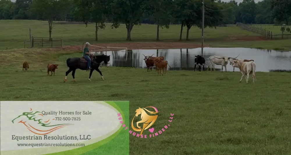 Nova - registered Spotted Draft Black Horse