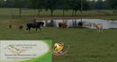 Nova - registered Spotted Draft Black Horse